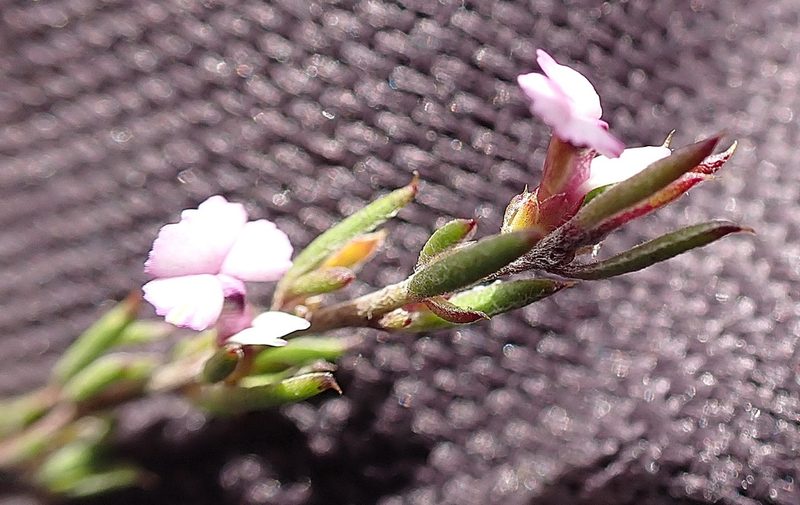 Muraltia dispersa, photographed by Di Turner