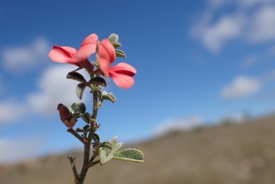 Indigofera priorii, photographed by Di Turner