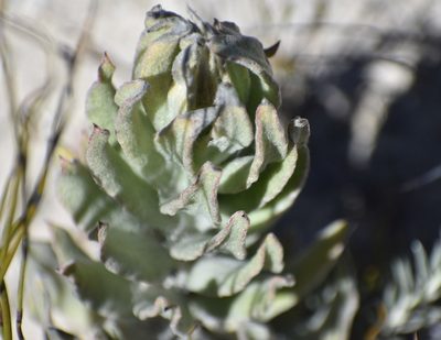 Syncarpha milleflora, photographed by Justin Ponder