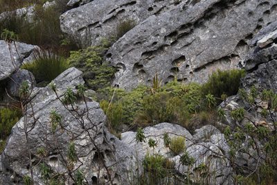 Cliffortia recurvata, photographed by Tony Rebelo