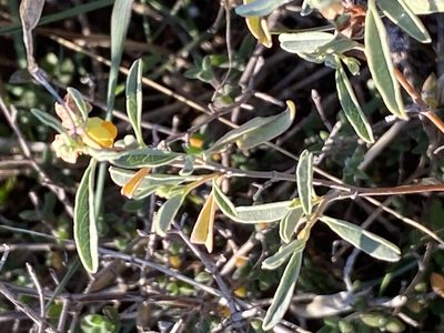 Hermannia lavandulifolia, photographed by Christina
