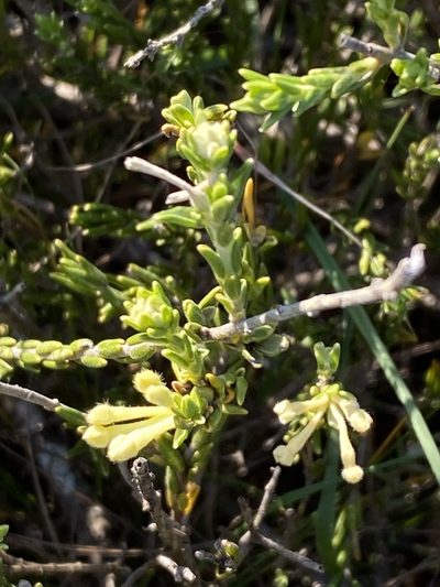 Gnidia nodiflora, photographed by Christina
