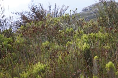 Kogelbergia verticillata, photographed by Tony Rebelo