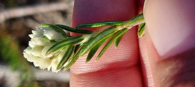 Phylica imberbis, photographed by sharndreheuvel