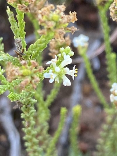 Selago ramosissima, photographed by Christina