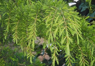 Cedrus deodara, photographed by Stephen James McWilliam