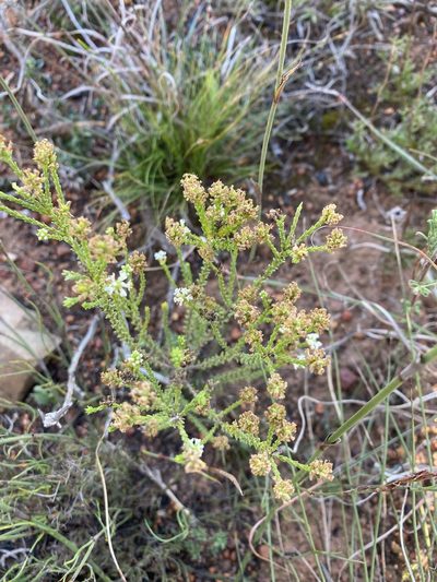 Selago ramosissima, photographed by Christina
