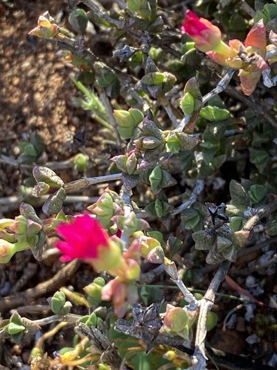 Ruschia leptocalyx, photographed by Christina