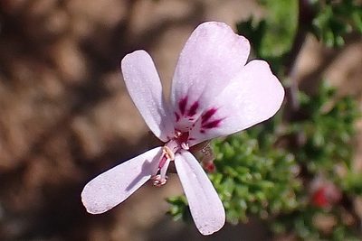 Pelargonium fruticosum, photographed by Di Turner