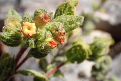 Hermannia salviifolia, photographed by Di Turner