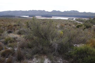 Cliffortia atrata, photographed by Tony Rebelo