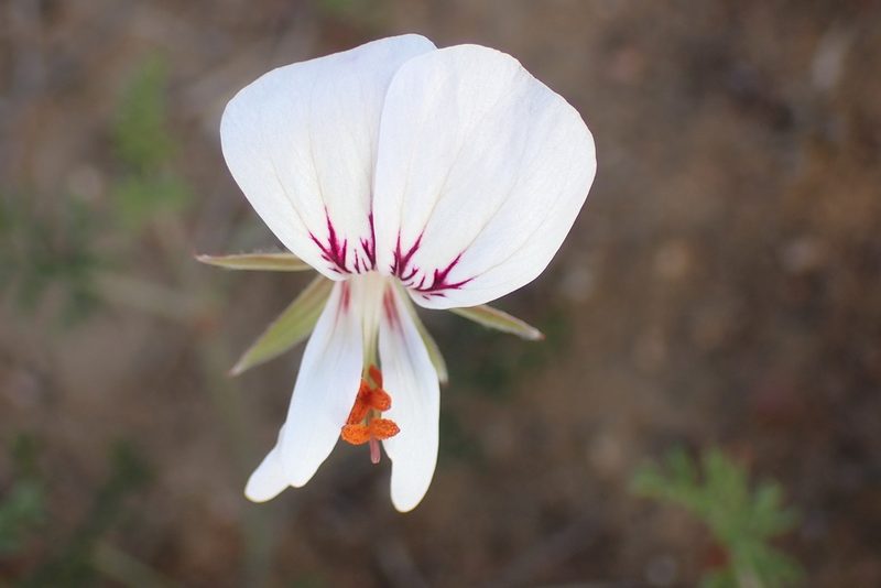 Pelargonium caucalifolium, photographed by Di Turner