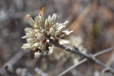 Helichrysum zeyheri, photographed by Di Turner