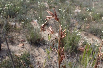 Thamnochortus rigidus, photographed by Di Turner