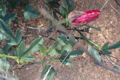 Hibiscus pusillus, photographed by Di Turner