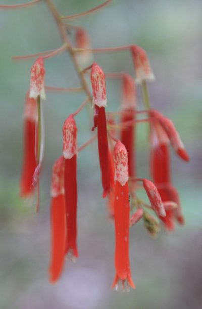 Poitea multiflora, photographed by Brian Oakes Haiti Hunter
