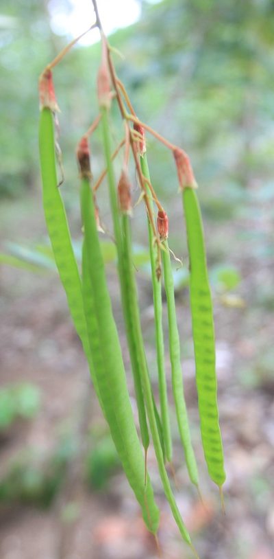 Poitea multiflora, photographed by Brian Oakes Haiti Hunter