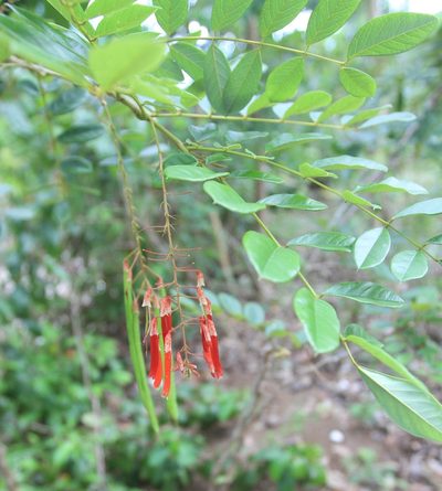 Poitea multiflora, photographed by Brian Oakes Haiti Hunter