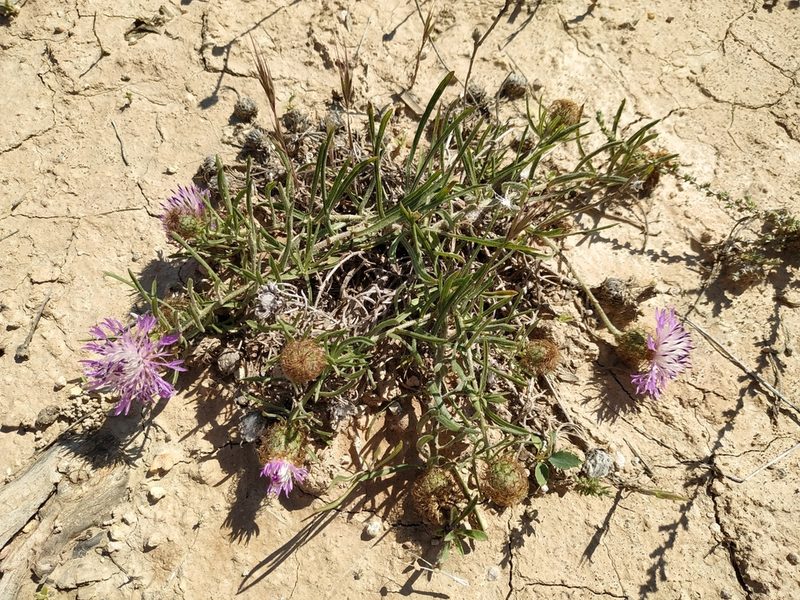 Centaurea linifolia, photographed by Joan C. Hinojosa
