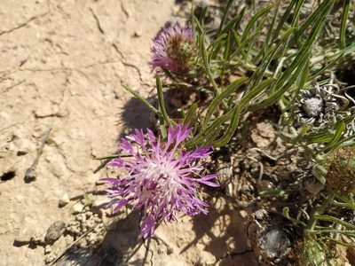 Centaurea linifolia, photographed by Joan C. Hinojosa