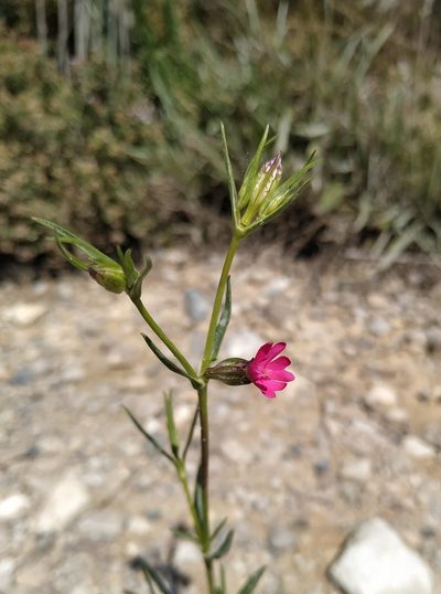 Silene muscipula, photographed by Joan C. Hinojosa