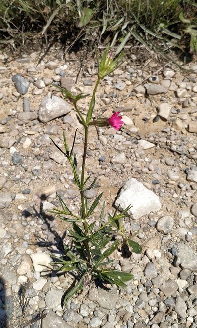Silene muscipula, photographed by Joan C. Hinojosa