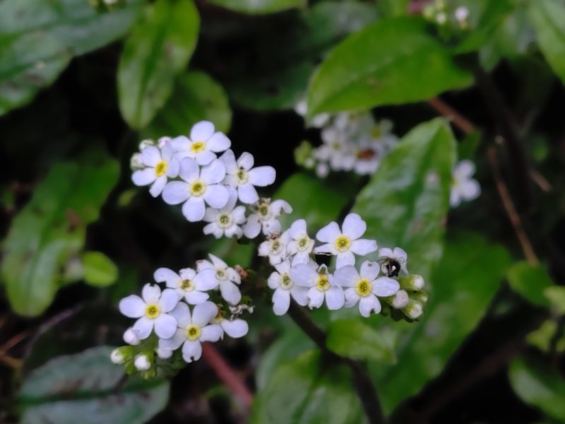 Trigonotis formosana, photographed by jackywu