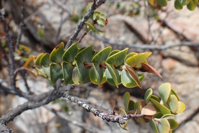 Cliffortia crenata, photographed by Di Turner
