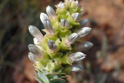 Paranomus roodebergensis, photographed by Di Turner