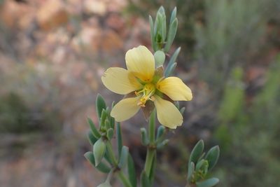 Roepera fulva, photographed by Di Turner