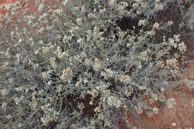 Helichrysum zeyheri, photographed by Di Turner