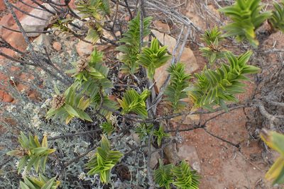 Pteronia fasciculata, photographed by Di Turner