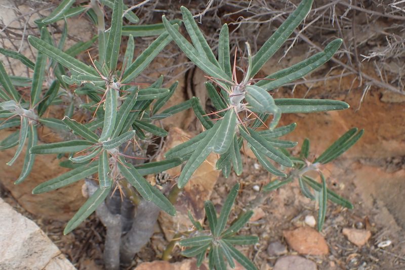Pachypodium bispinosum, photographed by Di Turner