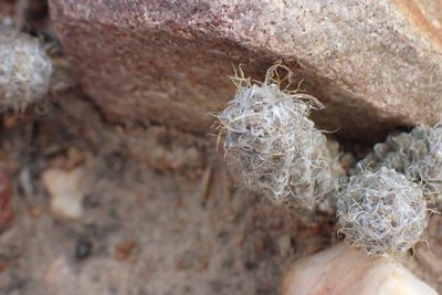 Anacampseros filamentosa, photographed by Di Turner