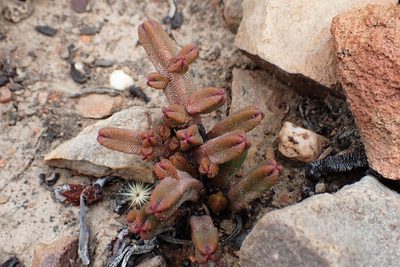 Crassula pyramidalis, photographed by Di Turner
