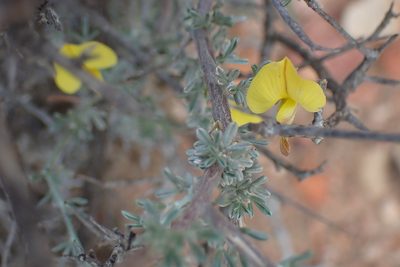 Lotononis dahlgrenii, photographed by Di Turner
