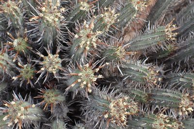 Euphorbia heptagona, photographed by Di Turner