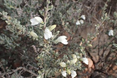 Pogonospermum robustum, photographed by Di Turner