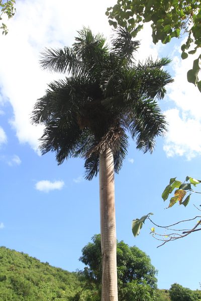 Roystonea borinquena, photographed by Brian Oakes Haiti Hunter