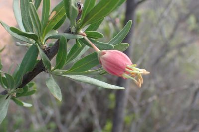 Nymania capensis, photographed by Di Turner