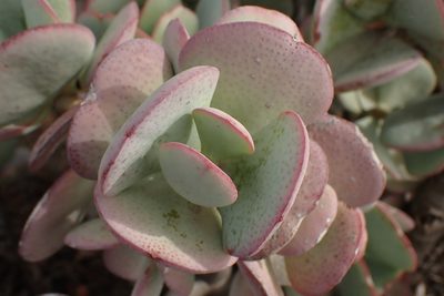 Crassula arborescens, photographed by Di Turner
