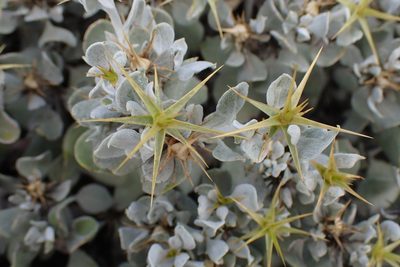 Macledium spinosum, photographed by Di Turner