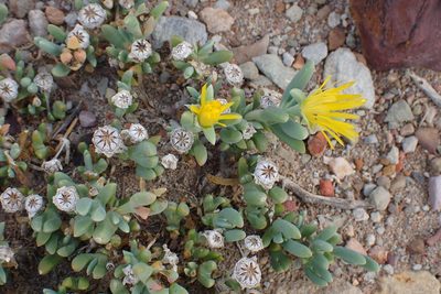 Malephora lutea, photographed by Di Turner