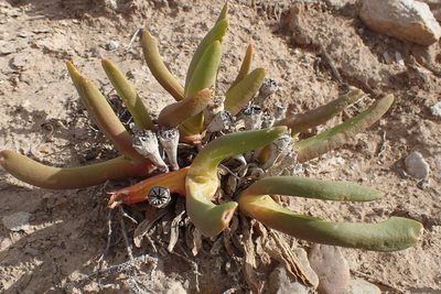Glottiphyllum regium, photographed by Di Turner