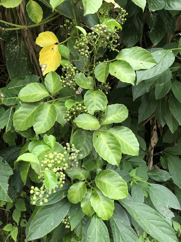 Tetrastigma lanyuense, photographed by 黃美滿