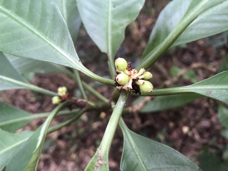 Psychotria cephalophora, photographed by 黃美滿