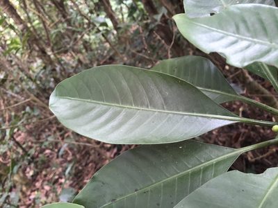 Psychotria cephalophora, photographed by 黃美滿