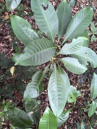 Psychotria cephalophora, photographed by 黃美滿