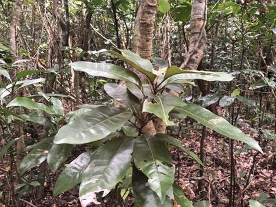 Psychotria cephalophora, photographed by 黃美滿
