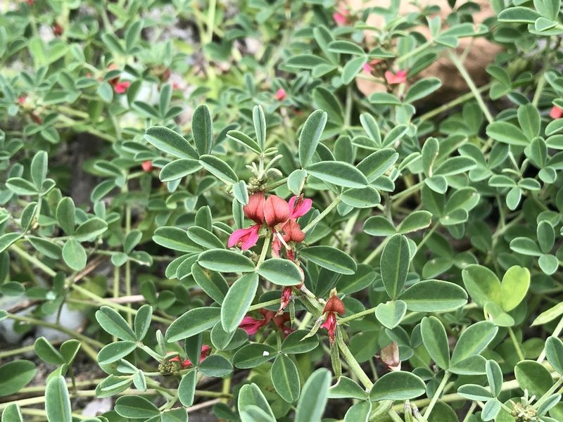 Indigofera trifoliata, photographed by 黃美滿